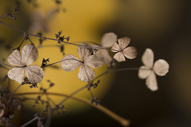  photo fleurs